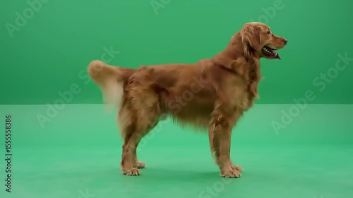 Golden retriever standing on a green backdrop, showcasing its playful demeanor and healthy coat