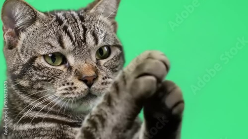 A playful tabby cat reaching out with its paw, set against a vibrant green screen background
