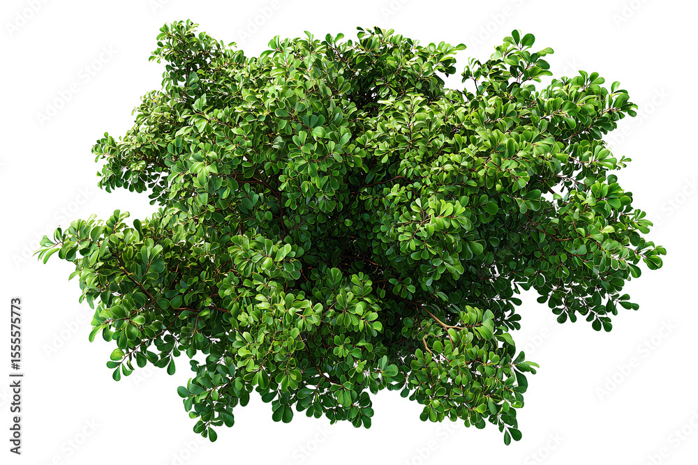 Obraz premium Leaves, green bush isolated on transparent background