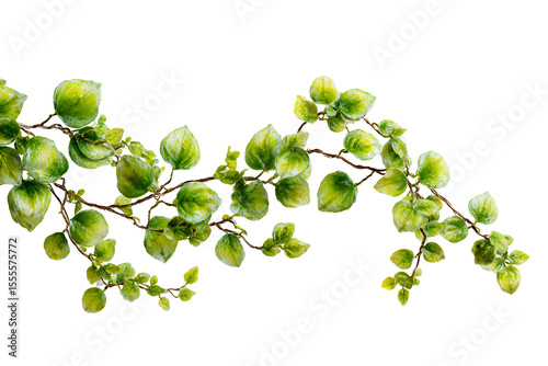 vines separated on transparent background