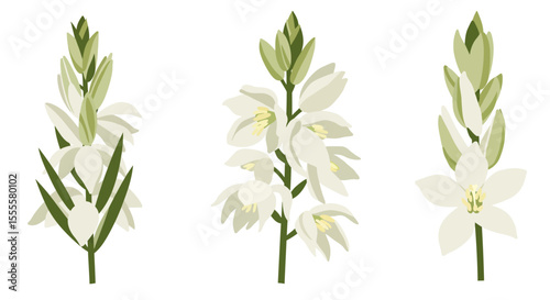 Vector Illustration of Yucca Flower – White Flor de Izote Botanical Drawing Isolated on White Background