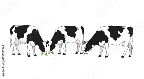 Vector Cartoon Black and White Cow Eating Grass – Isolated Dairy Farm Animal Illustration on White Background