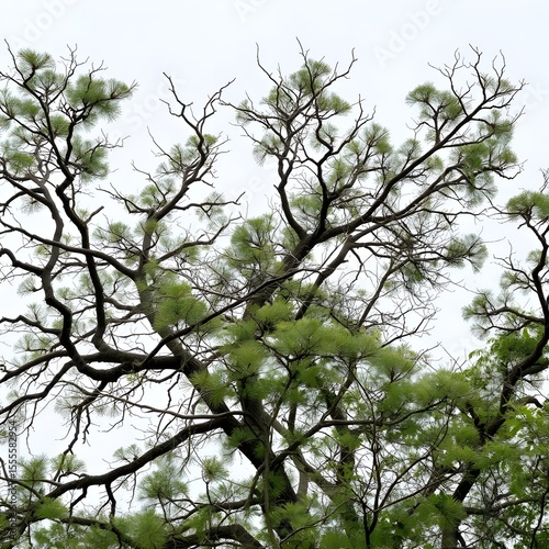 Tree branches bowing but not breaking under persistent gusts.
