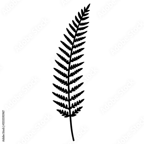 fern leaf on white background