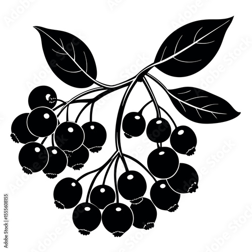 Vibrant aronia berry illustration with detailed color spectrum