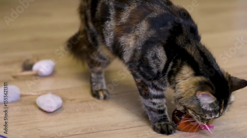 A cute grey cat is playing with his toys in a room on the floor. Cat games, hunting.