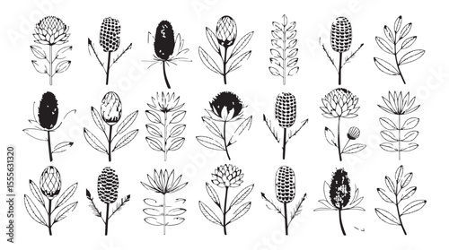 Collection of hand drawn botanical illustrations featuring various australian banksia flowers and foliage silhouette