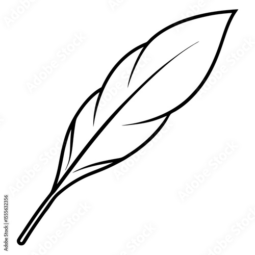 feather on white background