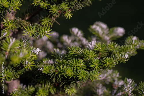 Silvery undersides of fir needles on branches, catching light and revealing fine white stripes typical for many Abies species. 
