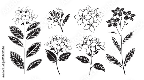 Collection of delicate plumeria flower stems with detailed leaves in a classic silhouette style