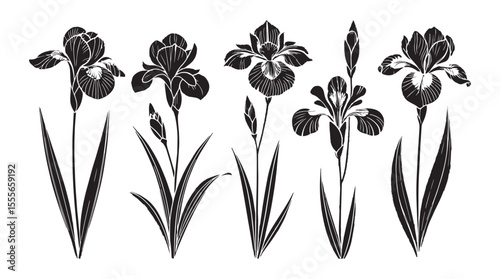 Collection of elegant black iris flowers and buds in a stylized silhouette with detailed petal lines