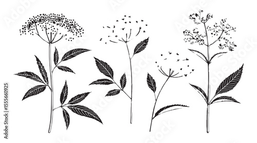 Collection of delicate botanical illustrations featuring elderflower and leafy branches in a stylized silhouette
