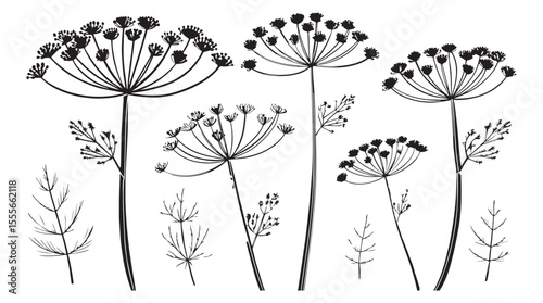 Collection of delicate dill flower umbel and leaf silhouettes on white background