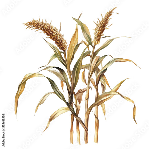 Corn Stalks Bending Breeze, watercolor drawing vector, isolated on a white background.
