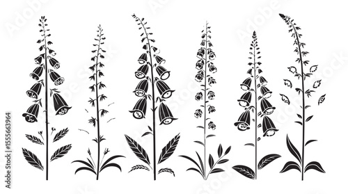 Collection of digitalis foxglove flower stems in a dark silhouette style on white background