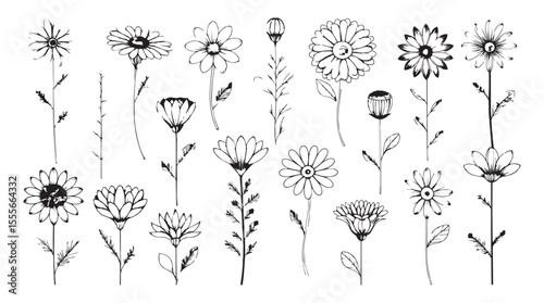 Collection of delicate hand drawn daisy and flower illustrations with leafy stems silhouette
