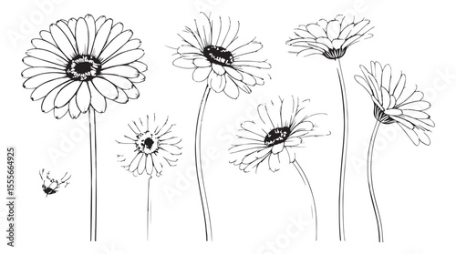 Collection of delicate gerbera daisy flowers in a detailed line drawing silhouette style