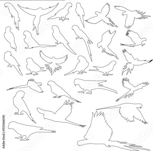 outline parrot icon vector set in sitting , flying open feathers different style 