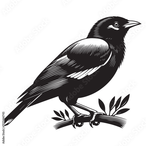 crow on a branch