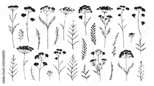 Collection of delicate botanical illustrations featuring wildflowers and ferns in a stylized silhouette