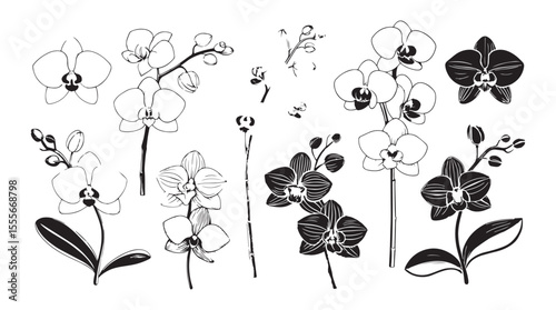 Collection of delicate orchid flowers and branches in a graphic line art silhouette style