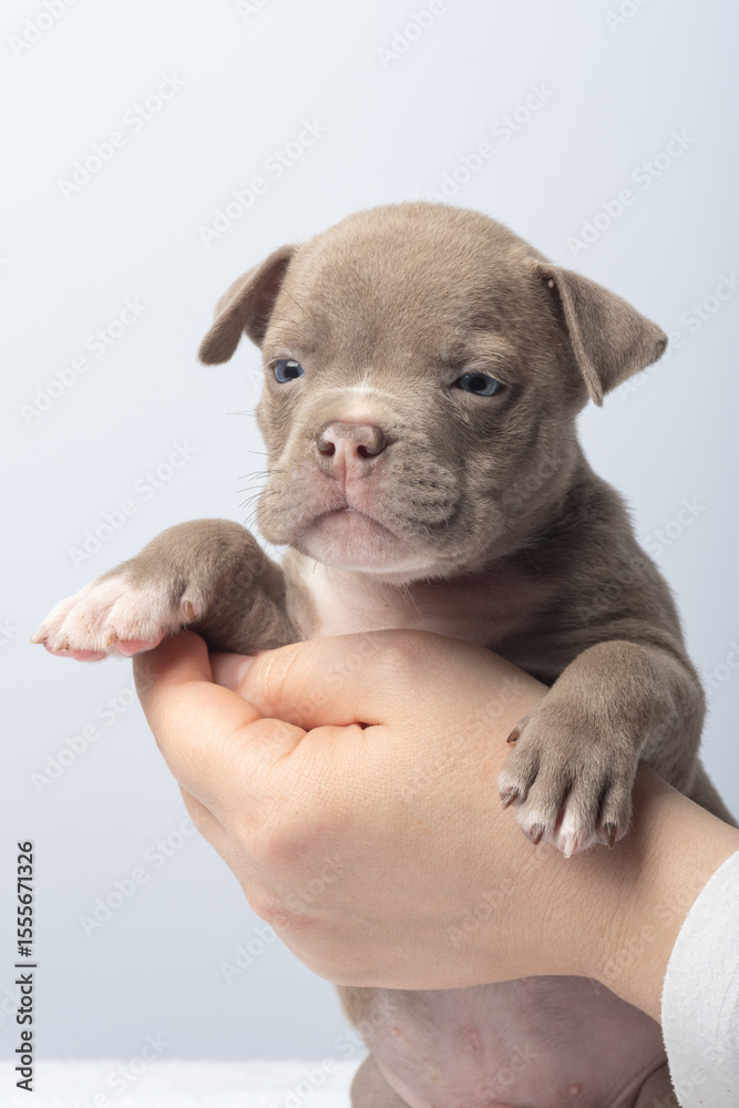 Obraz premium Close-up of brown puppy held gently in hand on light background. taking care of pets, greeting, waving. tiny brown puppy held in a person's hand, concept of care and pet love