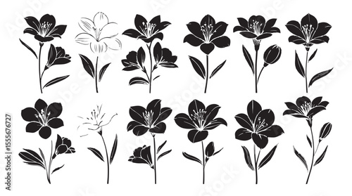 Collection of elegant lily flowers and buds in black and white silhouette style