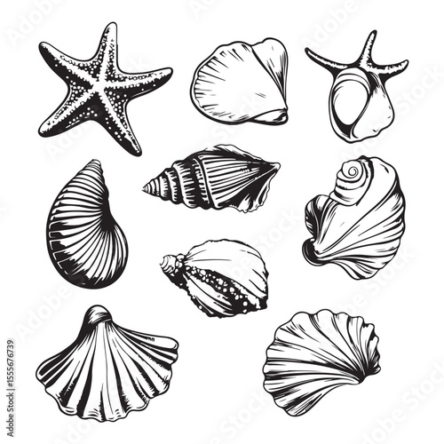 Set of different black sea shells and starfish vector illustration