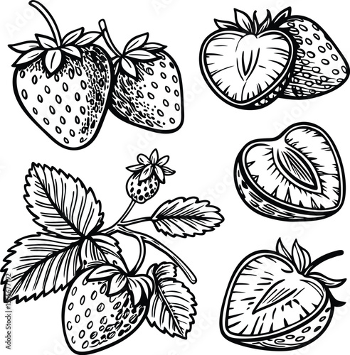 Hand Drawn Strawberry Vector Set – Whole and Sliced Berries with Leaves Illustration