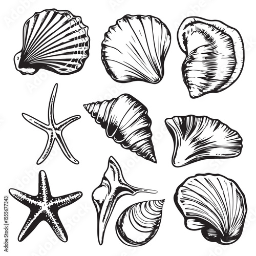 Set of different black sea shells and starfish vector illustration