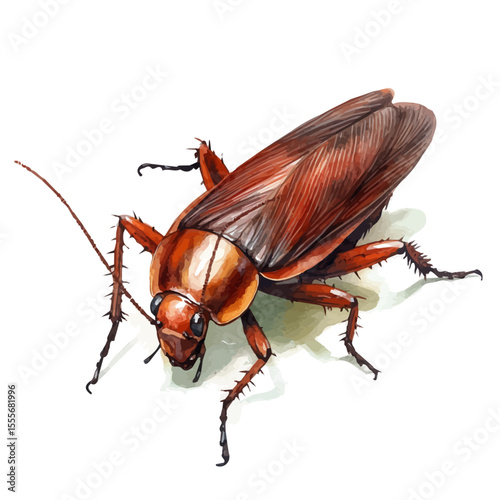 watercolor of Cockroach Close Up, vector, isolated on a white background.