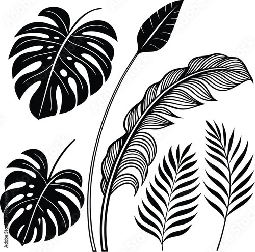 Tropical Leaf Silhouette Collection – Monster, Palm, Banana Leaf Vector Illustration