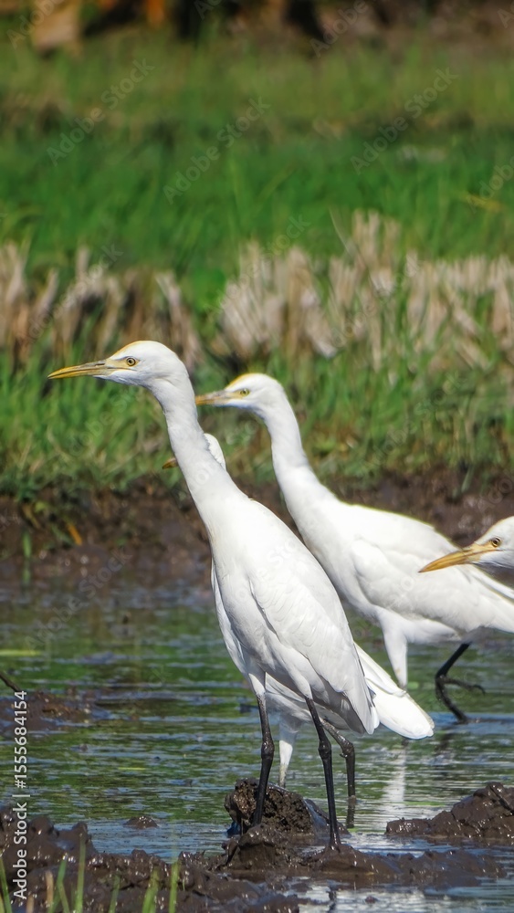 Obraz premium Wild White Egret birds at pond