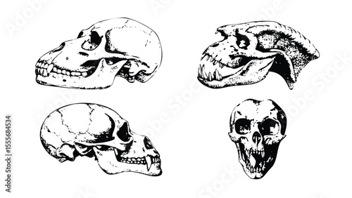 Comparative Skull Anatomy Icon Pack in Stipple Ink Style. Black and White Vector Collection of Primate Skulls. Scientific Engraving Set
