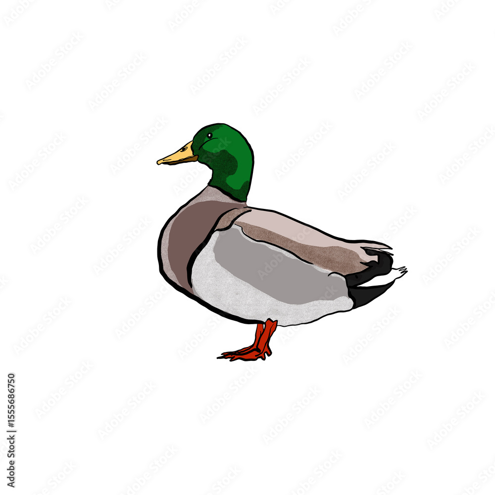 Obraz premium Mallard duck