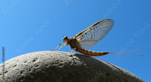 Delicate Mayfly with Transparent Wings Resting on Grey Stone Against Bright Blue Sky