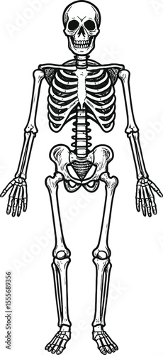 Skeleton hand drawn vector illustration of human bones in anatomical style