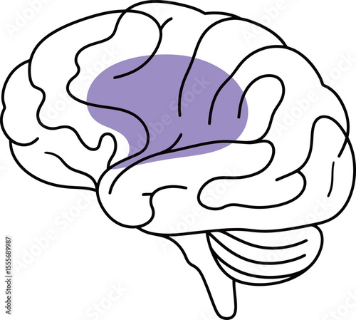 Human Brain with Highlighted Area