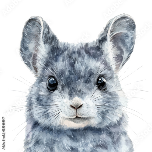 watercolor vector of Chinchilla Close Up, isolated on a white background.
