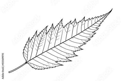 Detailed Line Art Illustration of a Hornbeam Leaf: Botanical Drawing for Design Use