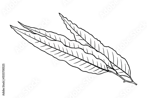 Elegant Outline of Willow Leaves: Detailed Black and White Vector Illustration Design