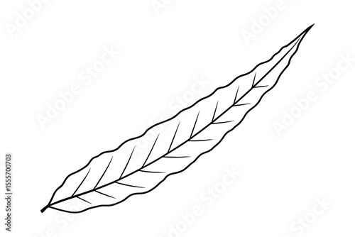 Elegant Black and White Line Art: Close-Up of a Willow Leaf Isolated on White