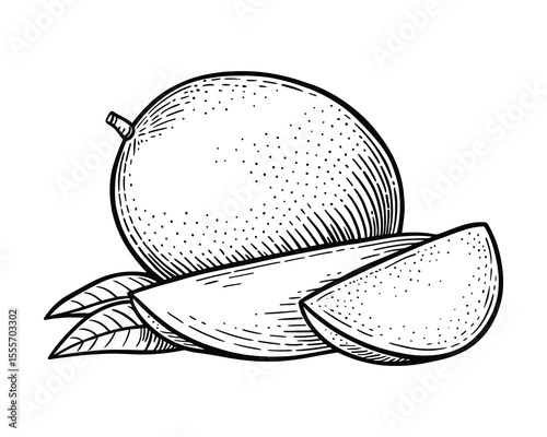 Engraved Mango Illustration: A Detailed Black and White Drawing of Tropical Fruit