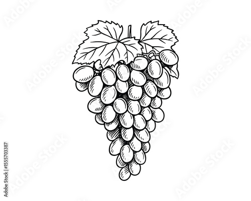 Hand-Drawn Grape Illustration: Elegant Vector Design of a Bunch of Grapes in Black and White
