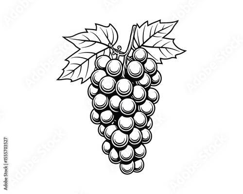Elegant Black and White Grape Illustration: Detailed Vector Design for Food Concepts.
