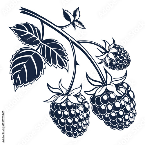 vector illustration of a blackberry