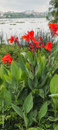 red flowers in the garden