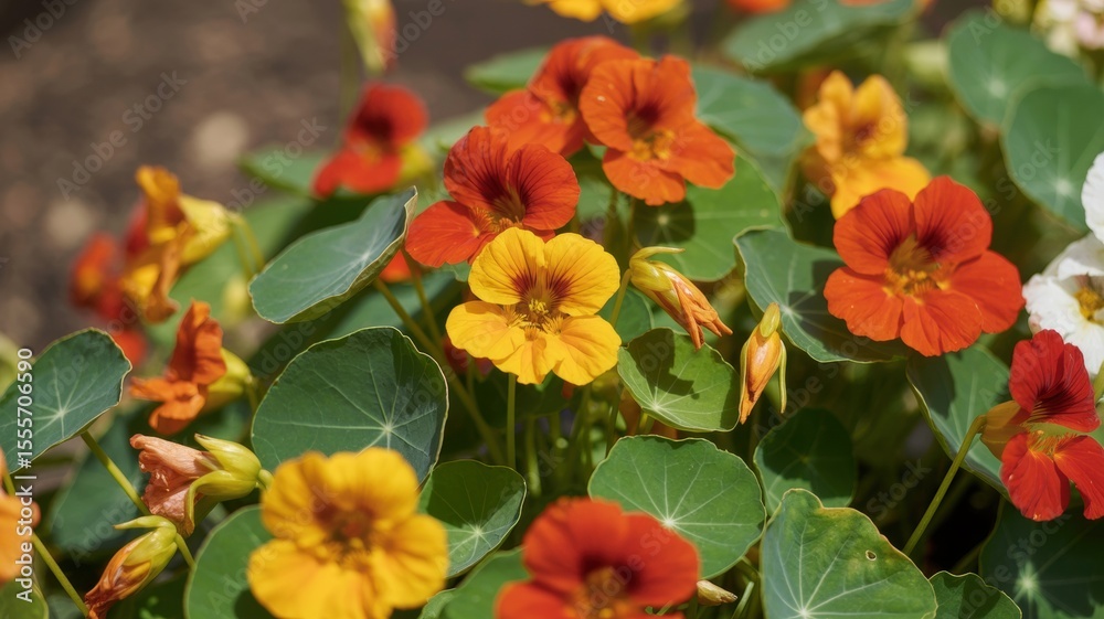 Vibrant orange and yellow nasturtiums with lush green foliage in bloom Vibrant orange and yellow nasturtiums with lush green foliage in bloom