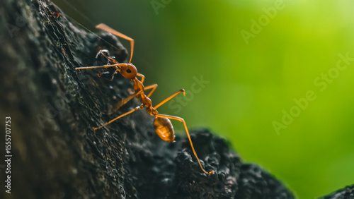 Photos Detailed macro shot of a weaver ant clinging to a weathered tree trunk amidst lu