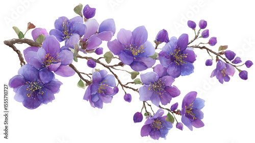 color sakura flower isolated on white	
